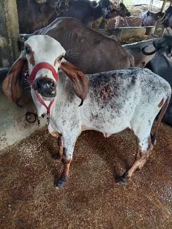 વાછડી વેચવાની છે