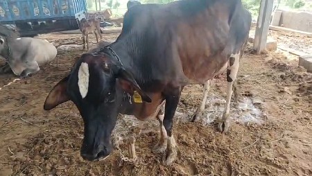 ગાય વેચવાની છે
