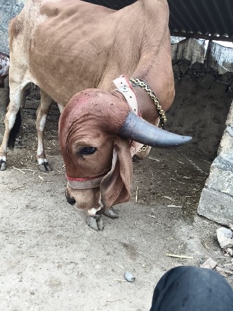ઓરીજનલ ગીર હોડકી વેચવાની છે