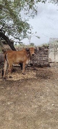 વેચવાની છે