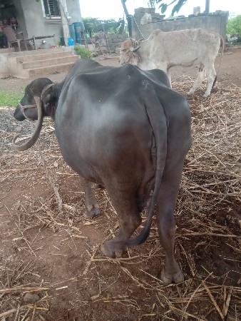 ભેંશ વેચવાની છે