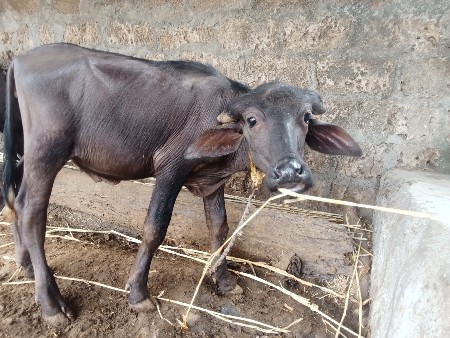 પાડો વેસવાનો છે
