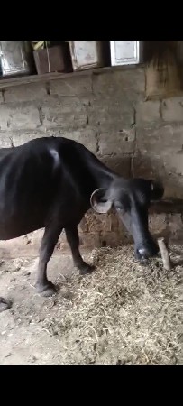 પેલું વેતર