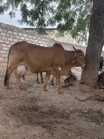 ગાય વેચવાની છે ૪ વેતર