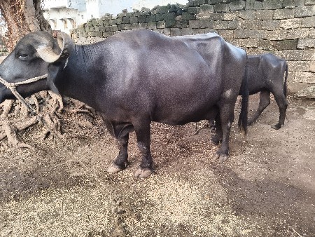 ભેંસ વેચવાની છે.