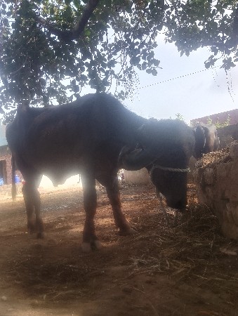 પાડો વેચવાનો છે