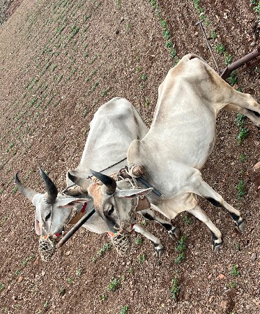 ગોઢલા