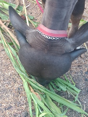 ટોપલી પાડી