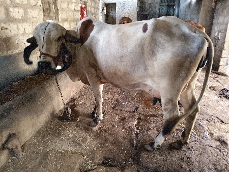 લિલડી ગાય