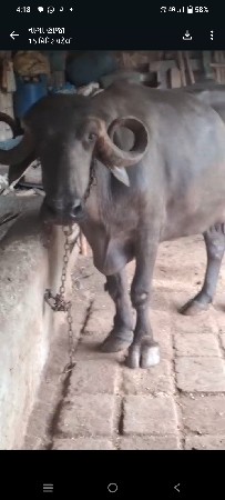 ભેંશ વેચવાની છે