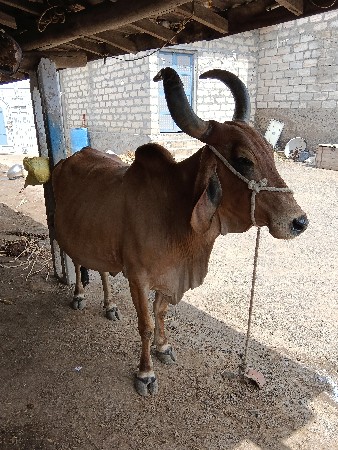 આ ગાય વેચવાની છે