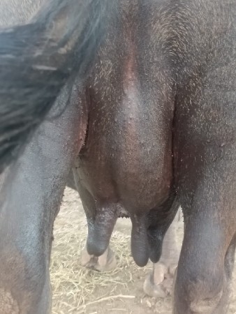 દસ દિવસ ની કાચી