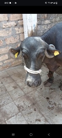 આ ભેંશ વેશવાની છે વેતર ત્રીજું