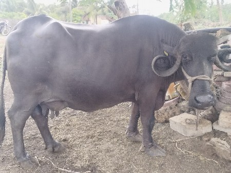 આ ભેંસ વેચવાની છે