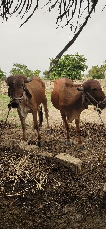 વાસડાવેચવાનાછે