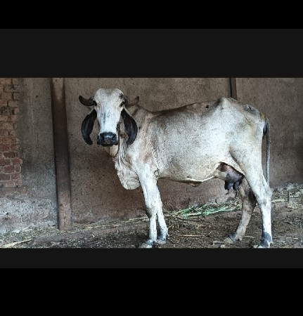 લીલડી ગીર ગાય