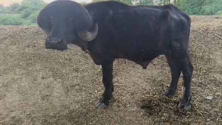 ખીરો પાડો સે