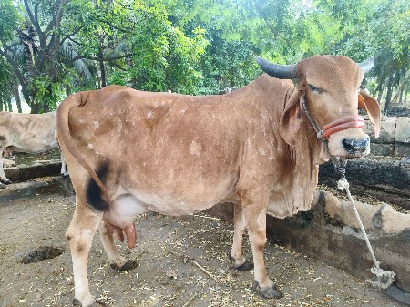 દેશી ગાય વેસવાની છે