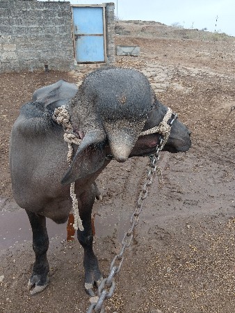 પાડો વેચવાનો છે