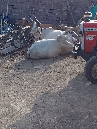 વેસવાના છે