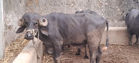પાડો વેચવાનો છે