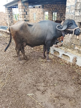 આ ભેંસ વેચવાની છે