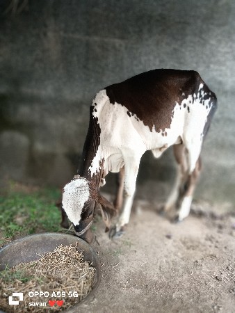 Gir ga devani chhe