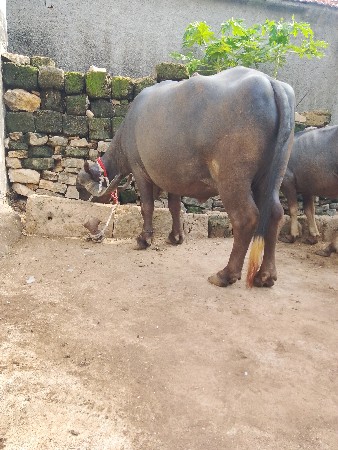 બીજા વેતર મા