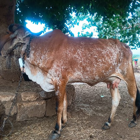 હોડકી વેચવા ની સે  પેલું ગાભણી