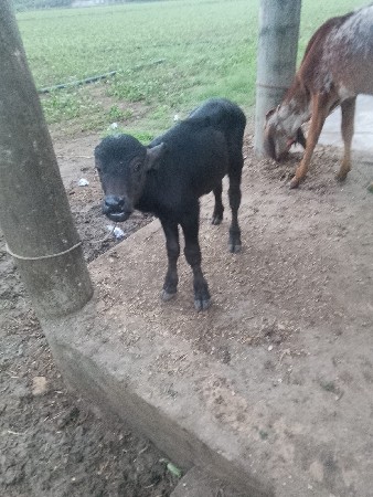 ભેશ વેસવાની છે
