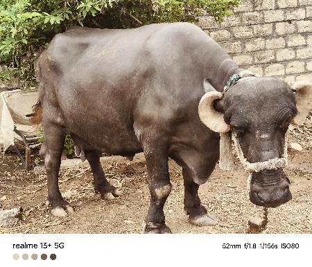 ભેસ વેચવાની છે