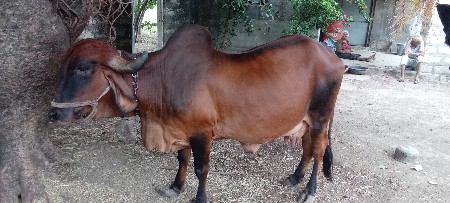 ગાય વેશવાનિશે