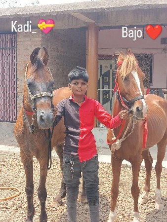 ઘોડો ઘોડી વેચવાની છે