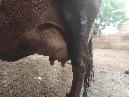 જરસી ગાય વેચવાને છે