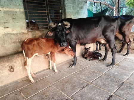 ગાય વેચવાની છે