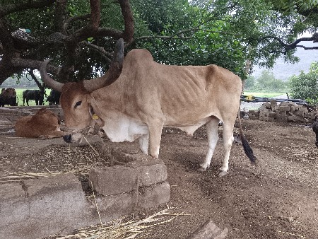 બળદ વેંચવા નો છે.