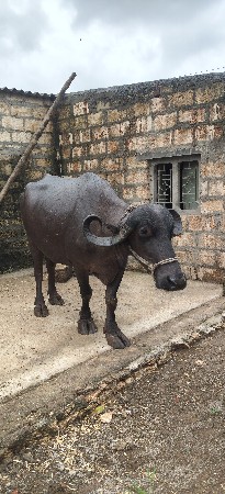 ભેંસ વેચવાનું છે