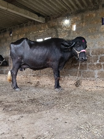 ભેંસ વેચવાની છે