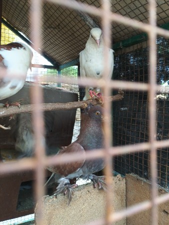 કબૂતર વેચવાના છે