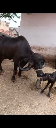 ભેંસ વેચવા ની છે
