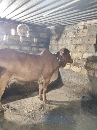 ગાય વેચવાની છે