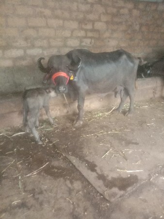 ભેંસ