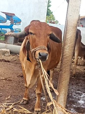 દિનેશ પરમાર