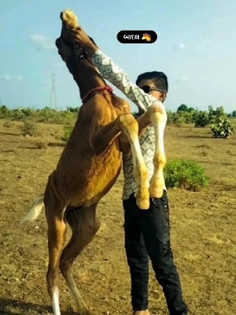 વેચવાનો છે શેરો બેસવાનો છે