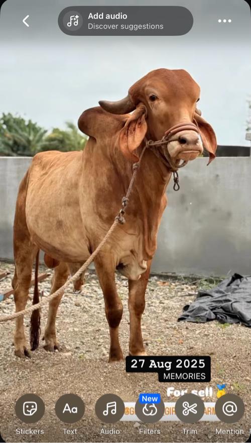 સુવર્ણ કપિલા ખૂટ વિના મુલ્યે આપી દેવાનો 6e