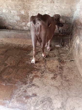 ભેંસ વેચવાની છે