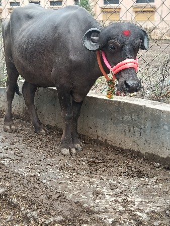 ખડાઈ વેચવાની છે