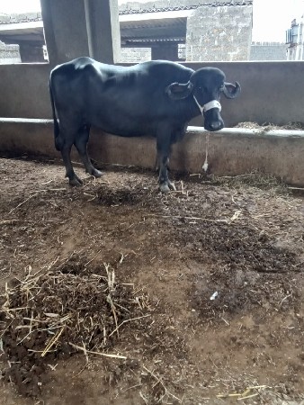 પેલૂ વેતર