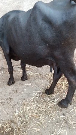 વેશવાની બીજુ વેતર