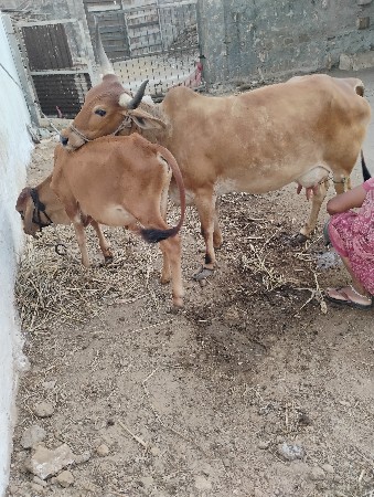 ગાય વેચવાની છે